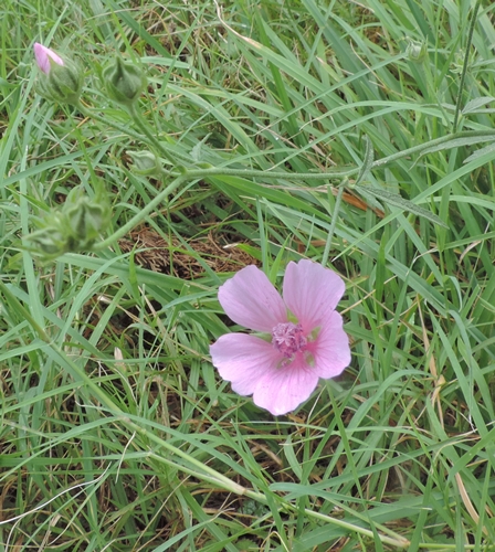 Althaea cannabina